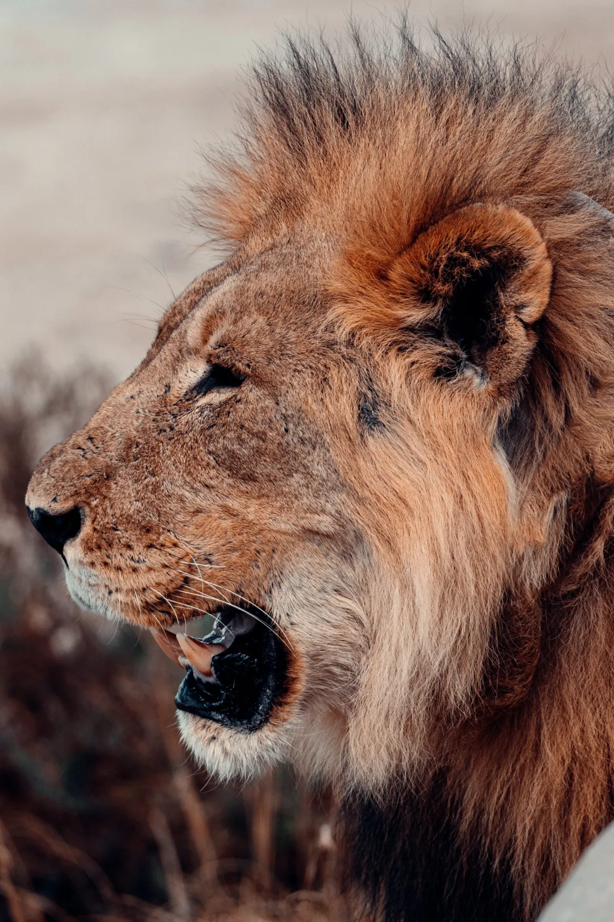 Wildlife - Namibia