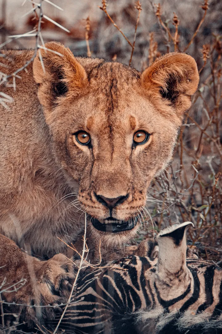 Wildlife - Namibia