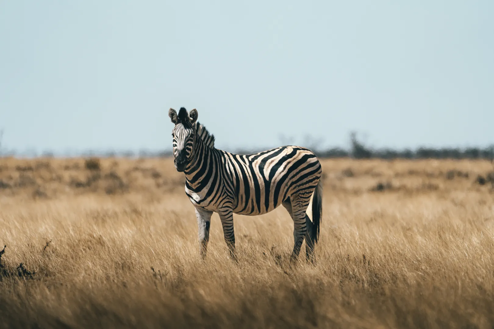 Wildlife - Namibia