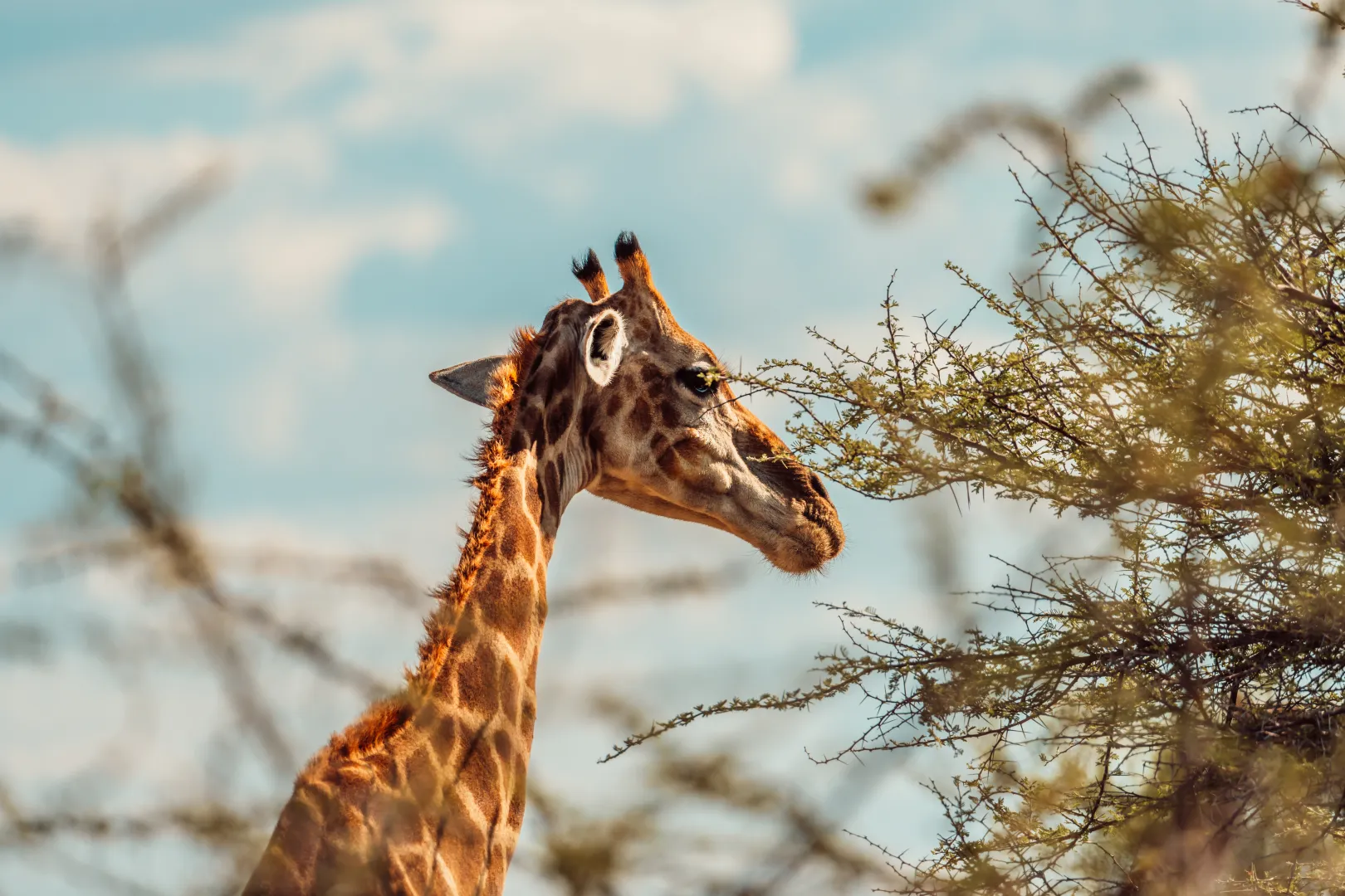 Wildlife - Namibia